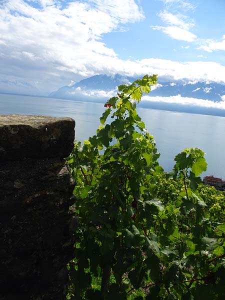 LAVAUX 29