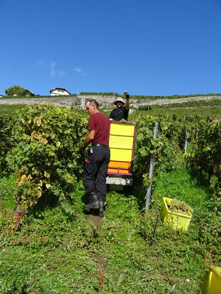 LAVAUX 33 LAVAUX 33