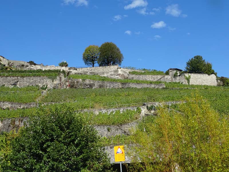 LAVAUX 37 LAVAUX 37